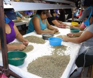 En Marcala hay cinco empresas que se dedican a comprar café especial producido de manera orgánica para exportación. Europa y Estados Unidos son los mercados que más compran este grano.