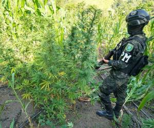 Adicionalmente, las autoridades lograron desmantelar dos narcolaboratorios con precursores químicos, en donde se procesaba el ilícito para luego traficarlo.