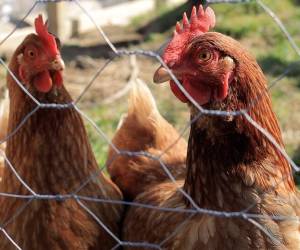 Los recursos están disponibles para ser utilizados por los productores en diferentes rubros a tasas de interés que van desde 10 y 12 por ciento anual.