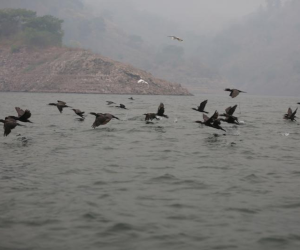 El cormorán o pato chancho se mueve en bandadas de cientos por los 94 kilómetros cuadrados de área que tiene la represa hidroeléctrica Francisco Morazán, ubicada entre Comayagua, Cortés y Yoro.