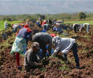 Personal de la SAG y Copeco presentaron las perspectivas para la siembra de primera. Foto: EL HERALDO
