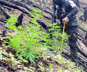 Un efectivo de las Fuerzas Armadas de Honduras mide con un metro una de las plantas de marihuana.