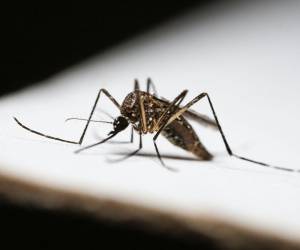 Con la llegada de las lluvias al país, se han incrementado la proliferación de los mosquitos transmisores del dengue.
