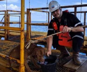 Los trabajadores apodaron al perro Boonrod, que significa 'sobreviviente'.