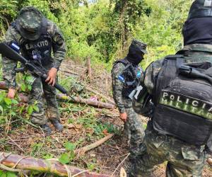 Efectivos de las Fuerzas Armadas de Honduras custodian la plantación encontrada en una montaña entre Olancho y El Paraíso.