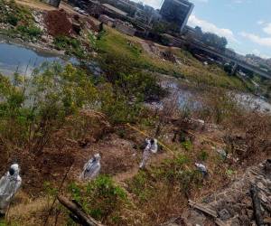 Un cuerpo fue encontrado a la orilla del río Choluteca, a inmediaciones del barrio El Chile de Comayagüela; se trataba de Rubén Torres. Aquí los detalles: