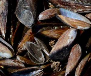 Las autoridades de Digepesca dijeron que muchas enfermedades que atacan en el golfo se deben a los efectos del cambio climático.