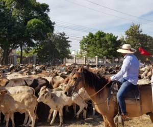 Esta fue la inusual forma de protestar en Choluteca, los hondureños llevaron a su ganado para llamar la atención de las autoridades.