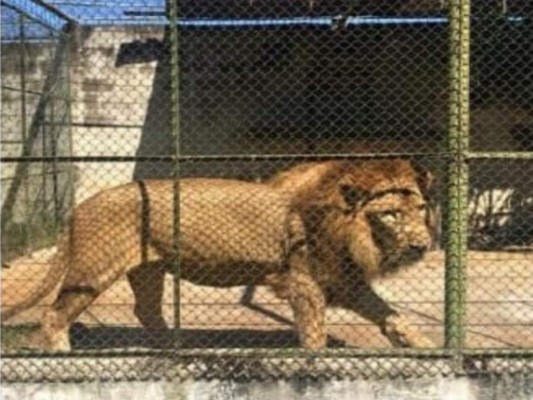 El león escapó de su jaula y mató al cuidador del lugar.