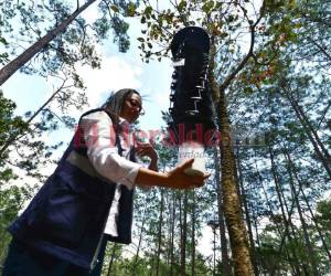 El agrónomo Cristel Castro cuelga una trampa cerca de los pinos afectados por la plaga del gorgojo en el Valle de Angeles, a las afueras de Tegucigalpa. Foto Agencia AFP.