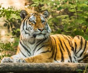 'Eko', un tigre adulto de Malasia que llegó al zoológico en 2019, le agarró el brazo y lo tiró a través de las rejas. Un policía se vio obligado a matarlo. FOTO ILUSTRATIVA