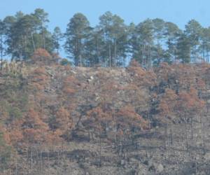 Los bosques de pino han sido afectados por el gorgojo.