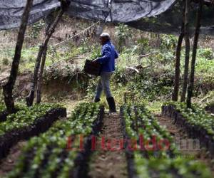 Recientemente, se hizo el lanzamiento de esta iniciativa a la que se llamó Agrocrédito 5.0% a favor del sector agrícola.