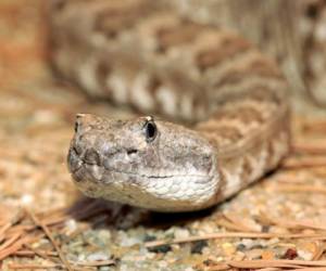 El cascabel diamantino del este, también conocido como crótalo adamantino, es la serpiente venenosa más grande de América del Norte. Foto: RT