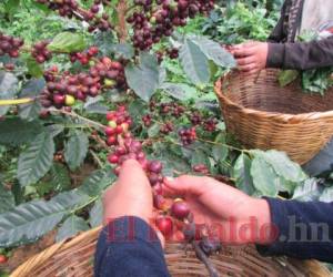 Más de 120,000 productores y sus familias dependen del rubro del café en Honduras, quienes exigen precios justos para su producción. Foto: El Heraldo