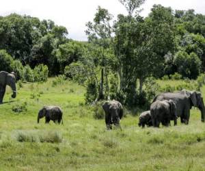 En esta imagen, tomada el 2 de mayo de 2020, una familia de elefantes pasta en el parque Ol Pejeta, en Kenia. (AP Foto/Khalil Senosi)