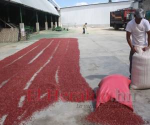 Los frijoles que se necesitan para abastecer al país en el 2020 están garantizados, confirmaron ayer las autoridades de la SAG, quienes descartaron desde ya la importación del producto alimenticio.