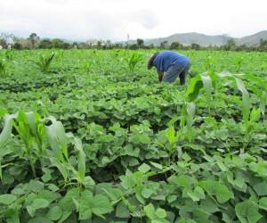 Los cultivos de frijol tendrán buen rendimiento por manzana debido a la suficiente agua que han recibido las plantaciones.