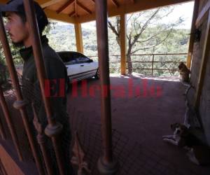 Los perros de la casa no detectaron a los asesinos. Foto Estalin Irías