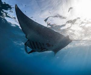 Las rayas son los familiares más cercanos a las mantarrayas, las especies más grandes.