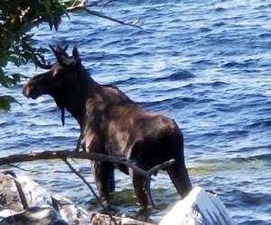 Había una media docena de personas cerca del animal y el incidente ocurrió en las inmediaciones de una ciclovía popular. Foto: AP