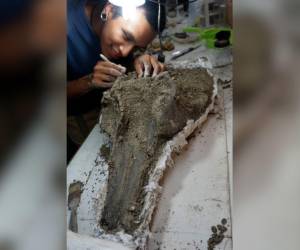 Los expertos afirman que el hallazgo del cránero es un aporte muy grande para la paleontología.