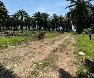 Una escena de horror estremeció a la comunidad de Rigores, en Trujillo, luego de que al menos 10 personas fueran asesinadas dentro de una finca de palma africana tras concluir su jornada laboral. Aquí las primeras imágenes de este crimen sin precedente.