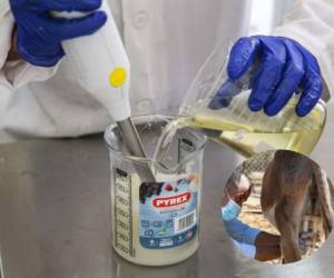 Cada animal produce diariamente dos litros de leche. La mitad se destina a la alimentación de los pollinos y la otra a la producción de jabón. FOTOS: AFP