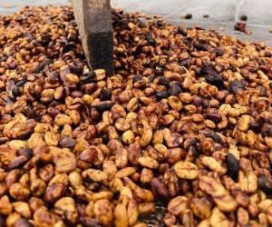 Tanto Alemania como Bélgica son los puertos de entrada del café exportable de Honduras a Europa.