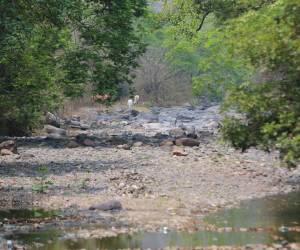 Un río completamente seco es la mejor descripción de lo que significa el corredor seco de Honduras, donde familias piden ayuda.