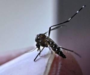 El dengue sigue afectando a Panamá, donde el área metropolitana y San Miguelito concentran la mayor cantidad de contagios.