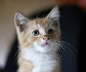 El gato vivía con una mujer de 25 años gravemente enferma por el coronavirus y fue enviado a un centro especial de cuarentena para animales.