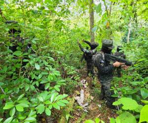 Equipos especiales de las Fuerzas Armadas en coordinación de la Dirección de Lucha Contra el Narcotráfico (DLCN), localizaron y aseguraron la plantación de arbustos de hoja de coca en Iriona, Colón.