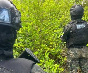 Los efectivos militares custodiaron al cultivo de hoja de coca para luego erradicarlo.
