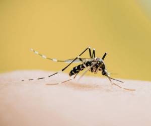 Honduras registra un total de 6,817 casos de dengue acumulado, de los cuales 5,054 corresponden a dengue sin signos de alarma; 1,650 con signos de alarma y 113 casos graves.