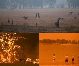 El cielo se oscureció y llovía ceniza este sábado en el sureste de Australia, devorado por virulentos incendios que han expulsado a decenas de miles de personas de sus hogares y amenazan con cortes del suministro eléctrico en ciudades como Sídney. Los animales también son los más afectados, pues han muerto al menos medio millón durante estos siniestros. Fotos: AFP/AP.