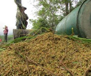 La producción interna de arroz apenas cubre el 20% de la demanda nacional y esa es la razón por la que Honduras depende de las importaciones para abastecer el mercado nacional.