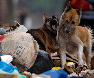 Un 90% de las incidencias son atendidas tratando de resarcir los daños por ataques de los caninos. Los perros de la calle también atacan a las personas.