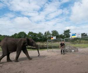 Nelly, la elefanta de seis años, pronosticó quién ganará o perderá el primer partido del Grupo de C de la Euro 2016. Foto: AP