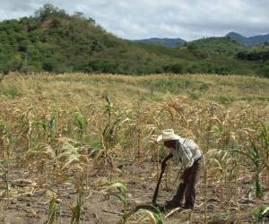 Unos 89 municipios de al menos nueve departamentos del país podrían enfrentar inseguridad alimentaria por la falta de lluvia provocada por el fenómeno de El Niño.