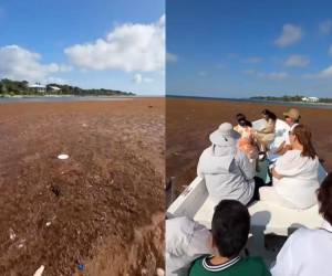 Las principales playas del paraíso turístico Utila, amanecieron bajo una capa densa de sargazo marino (macroalgas), según fotografías que fueron compartidas este lunes 16 de febrero a través de redes sociales. ¿Qué respuesta dieron las autoridades? A continuación los detalles.
