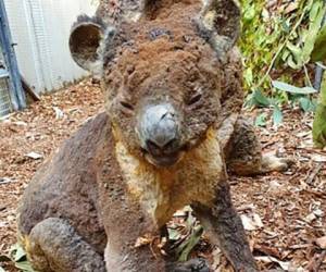 Los koalas han sido víctimas de los incendios forestales que desde septiembre azotan a Australia. Foto: Agencia AP.