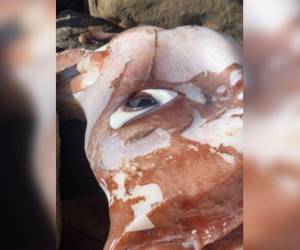 Este descomunal calamar posee un solo ojo que tiene 27 centímetros de grande.