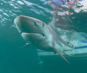 Autoridades registran varios ataques de tiburón en Sídney en 24 horas.