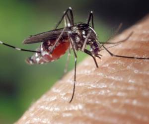 Las zonas que se están viendo afectadas por este mosquito son 75212 en Dallas y el 75181 en Mesquite. Foto: Canva.