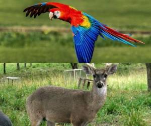 Las guaras rojas son un atractivo en los sitios turísticos que tiene Honduras y se convierten en seres muy admirados por nacionales y extranjeros. El venado cola blanca habita en varios departamentos de Honduras.