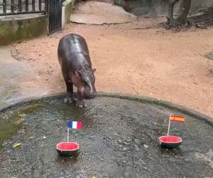 El hipopótamo Moo Deng se ha hecho viral en redes sociales por sus predicciones.