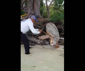 Se desconoce cómo el enorme animal llegó hasta esa zona y cuánto tiempo llevaba atrapada.