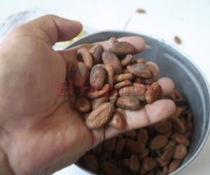 Se tiene previsto que para el cierre de este 2018 los productores de La Mosquitia exporten entre 25 y 30 toneladas métricas.