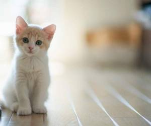 Hoy 20 de febrero se celebra el día del gato.